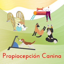 Espacios para entrenar la propiocepción canina.